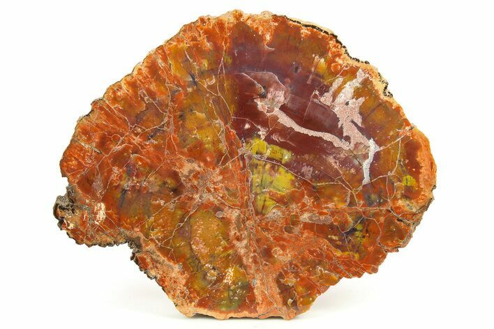 Rainbow Colored, Polished Petrified Wood Round - Arizona #274829